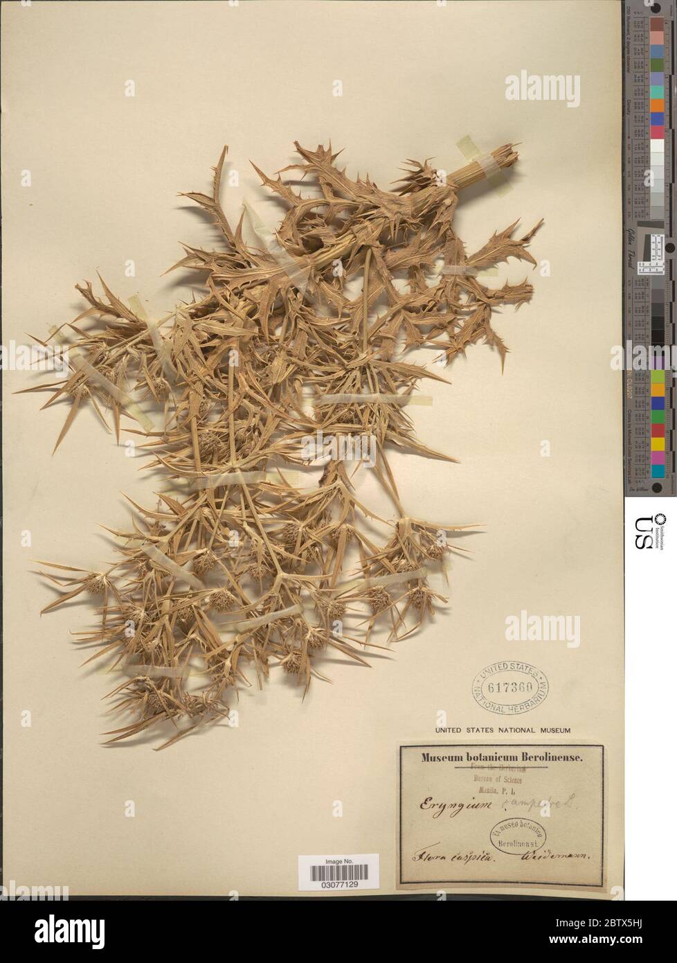 Eryngium campestre L Stock Photo Alamy