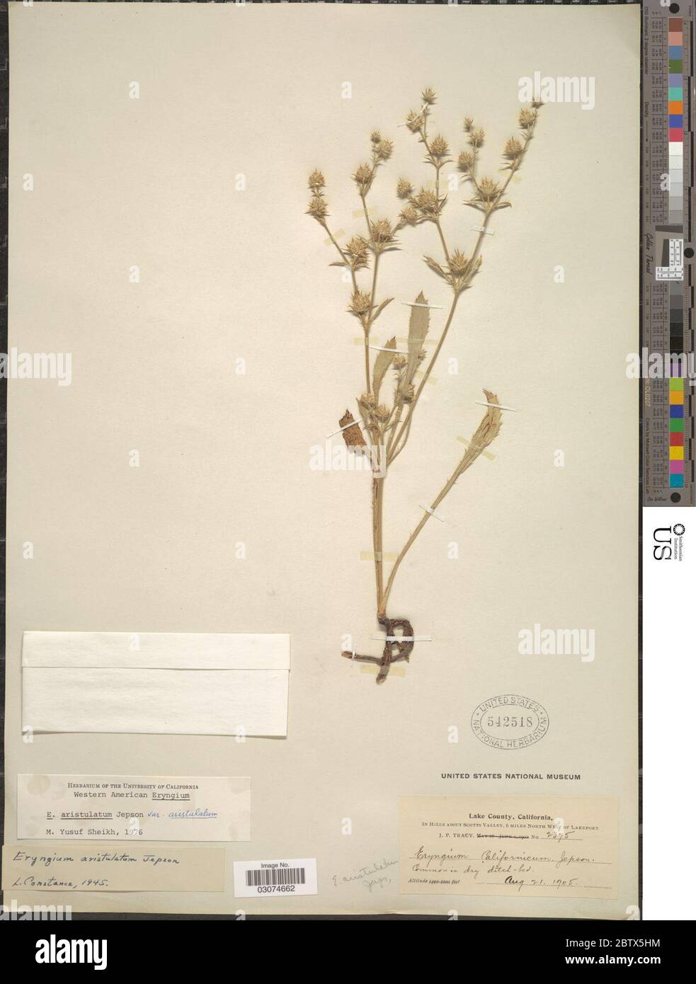 Eryngium aristulatum var hires stock photography and images Alamy