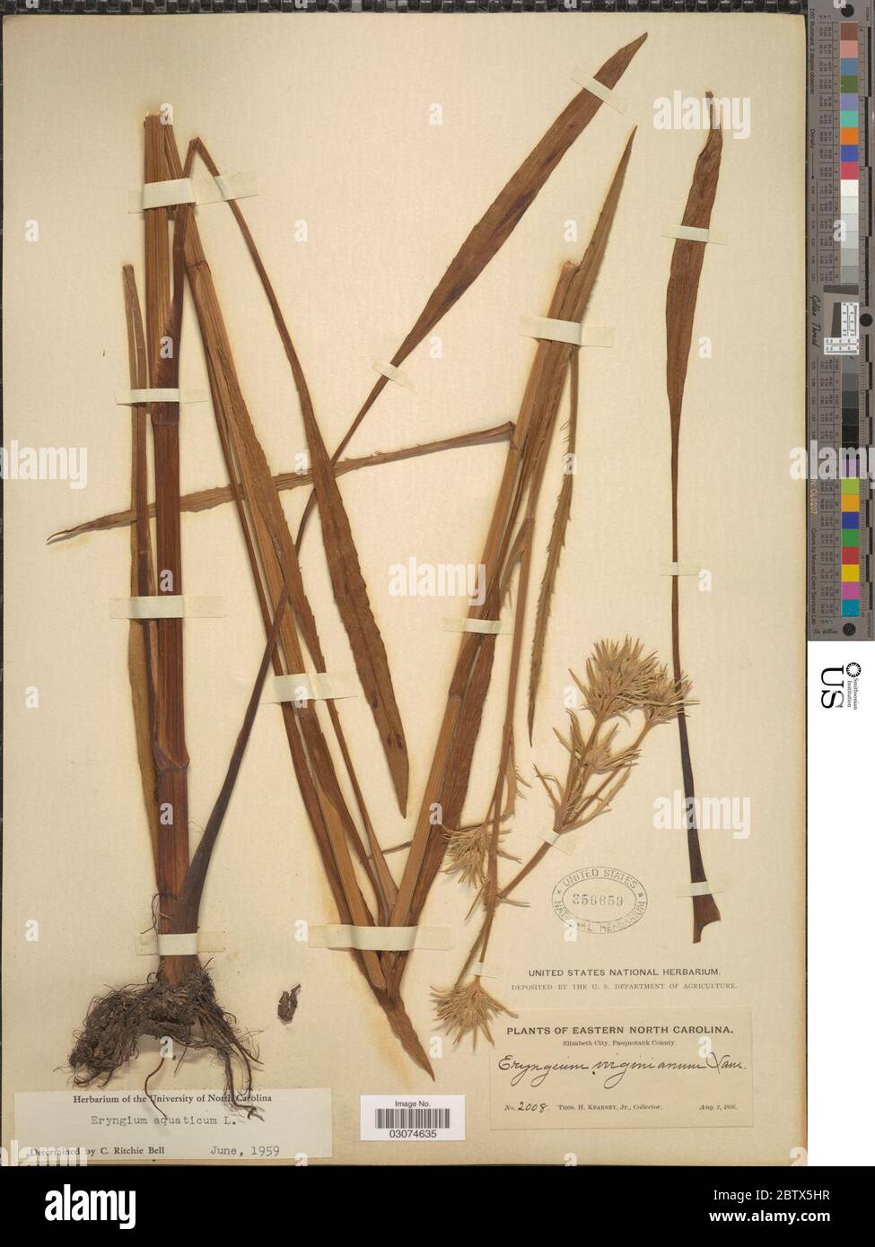 Eryngium aquaticum L Stock Photo Alamy
