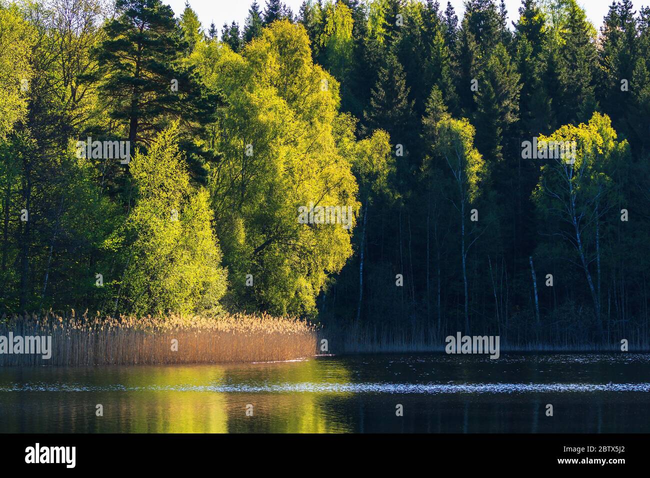 Beautiful lake with trees hi-res stock photography and images - Alamy