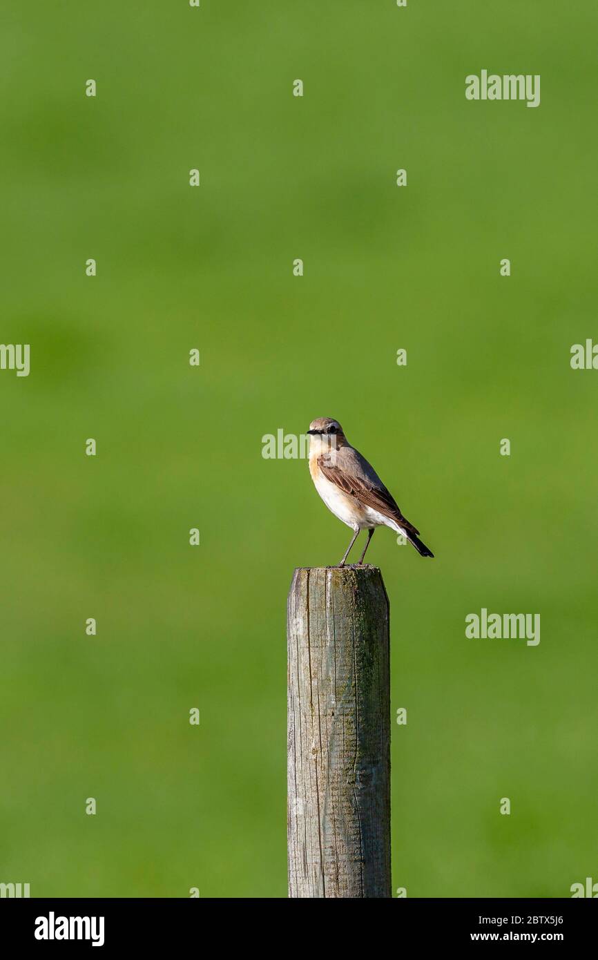 Wheatear bird at a wooden pole in the summer Stock Photo
