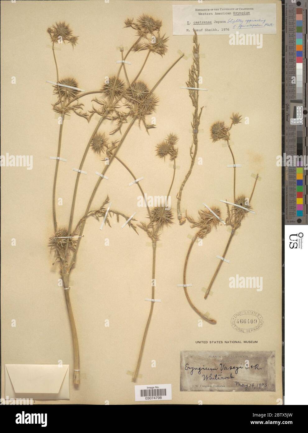 Eryngium castrense. 10 Jan 20191 Stock Photo Alamy