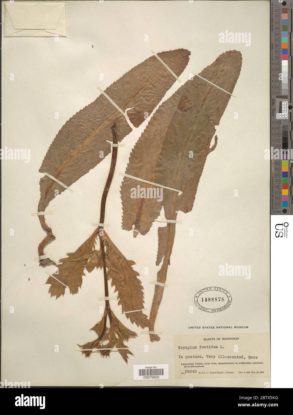 Eryngium foetidum L Stock Photo Alamy