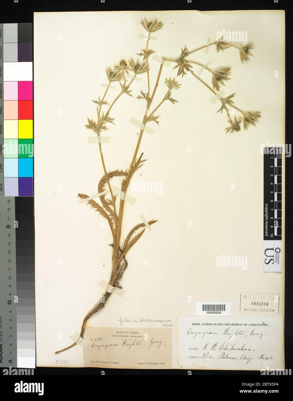 Eryngium heterophyllum Engelm Stock Photo Alamy