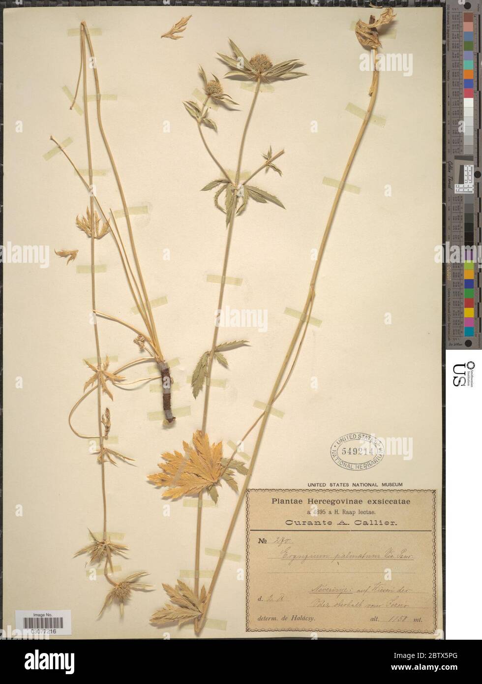 Eryngium palmatum Pancic Vis. 10 Jan 20191 Stock Photo Alamy