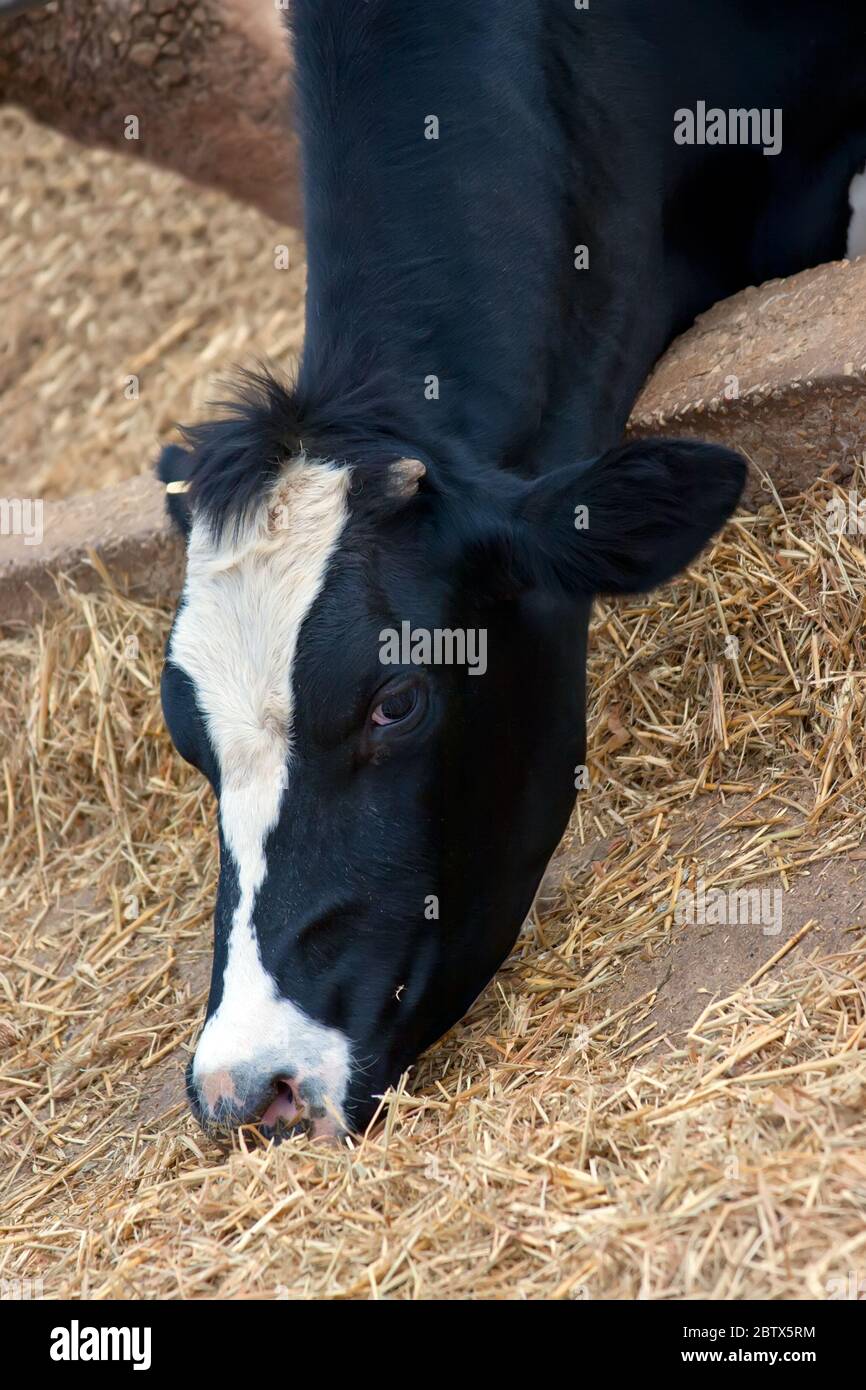 Black and white cow feeding Stock Photo - Alamy