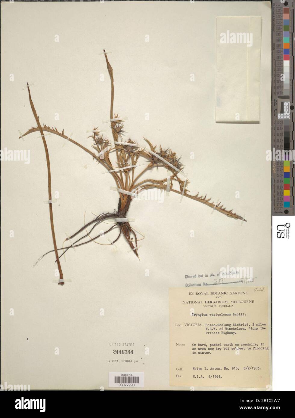 Eryngium vesiculosum Labill Stock Photo Alamy