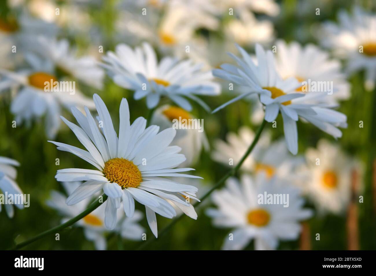 Chamomiles in field close hi-res stock photography and images - Alamy