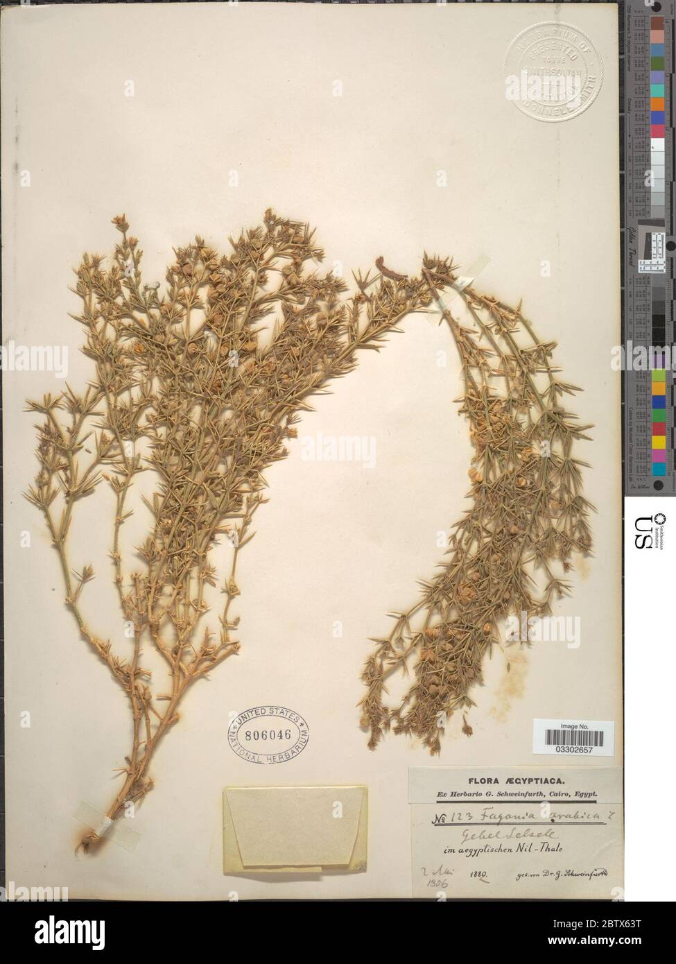 Fagonia arabica L. 12 Jul 20191 Stock Photo