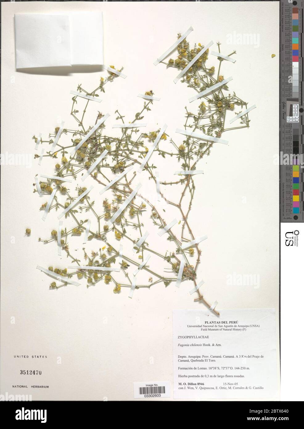 Fagonia chilensis. 12 Jul 20191 Stock Photo