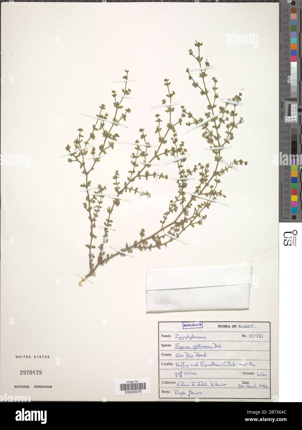 Fagonia glutinosa. 12 Jul 20191 Stock Photo