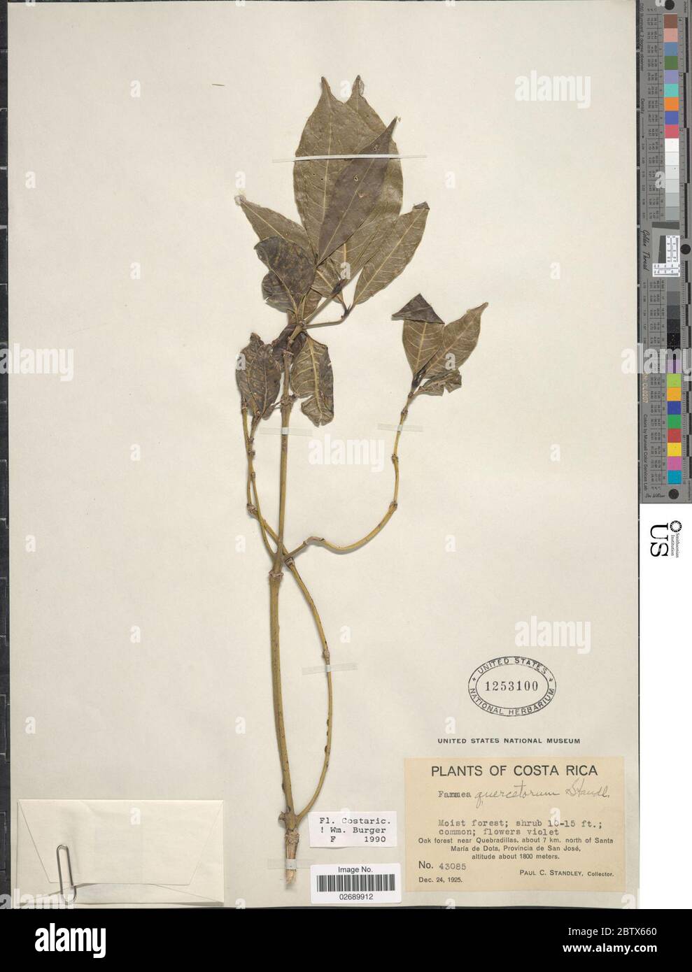 Faramea quercetorum Standl. Stock Photo