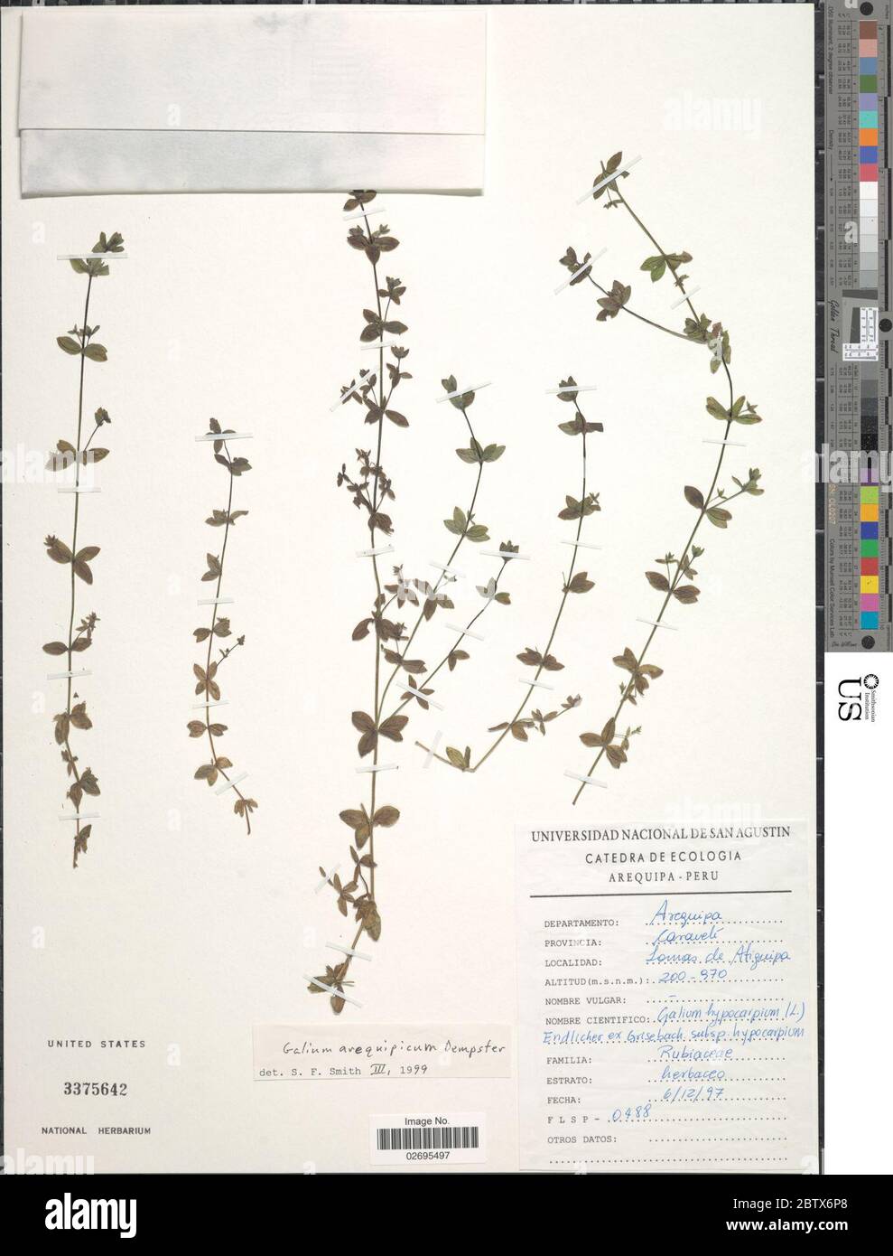 Galium arequipicum Dempster. Stock Photo