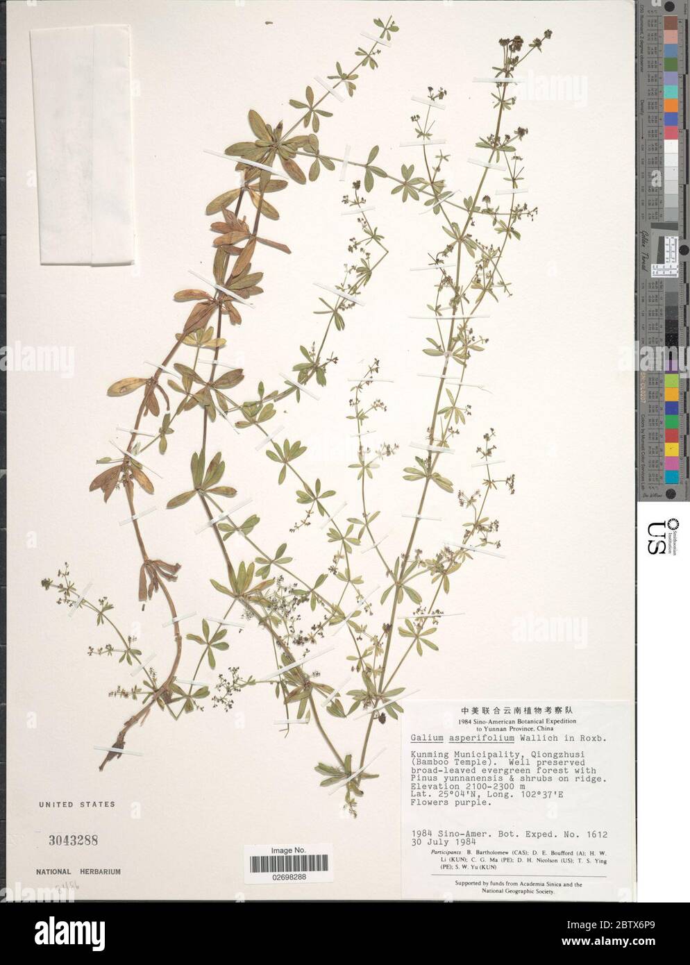 Galium asperifolium Wall. Stock Photo