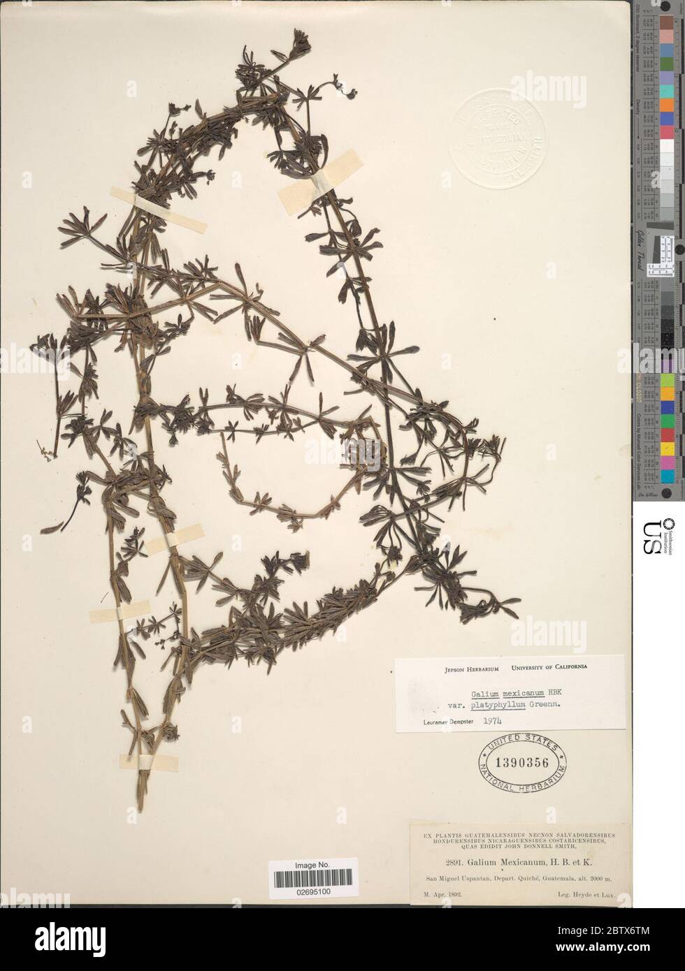 Galium mexicanum var platyphyllum Greenm. Stock Photo