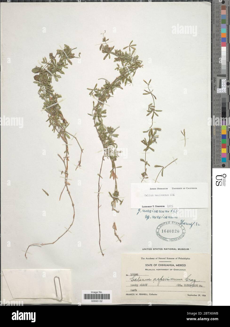 Galium mexicanum Kunth. Stock Photo
