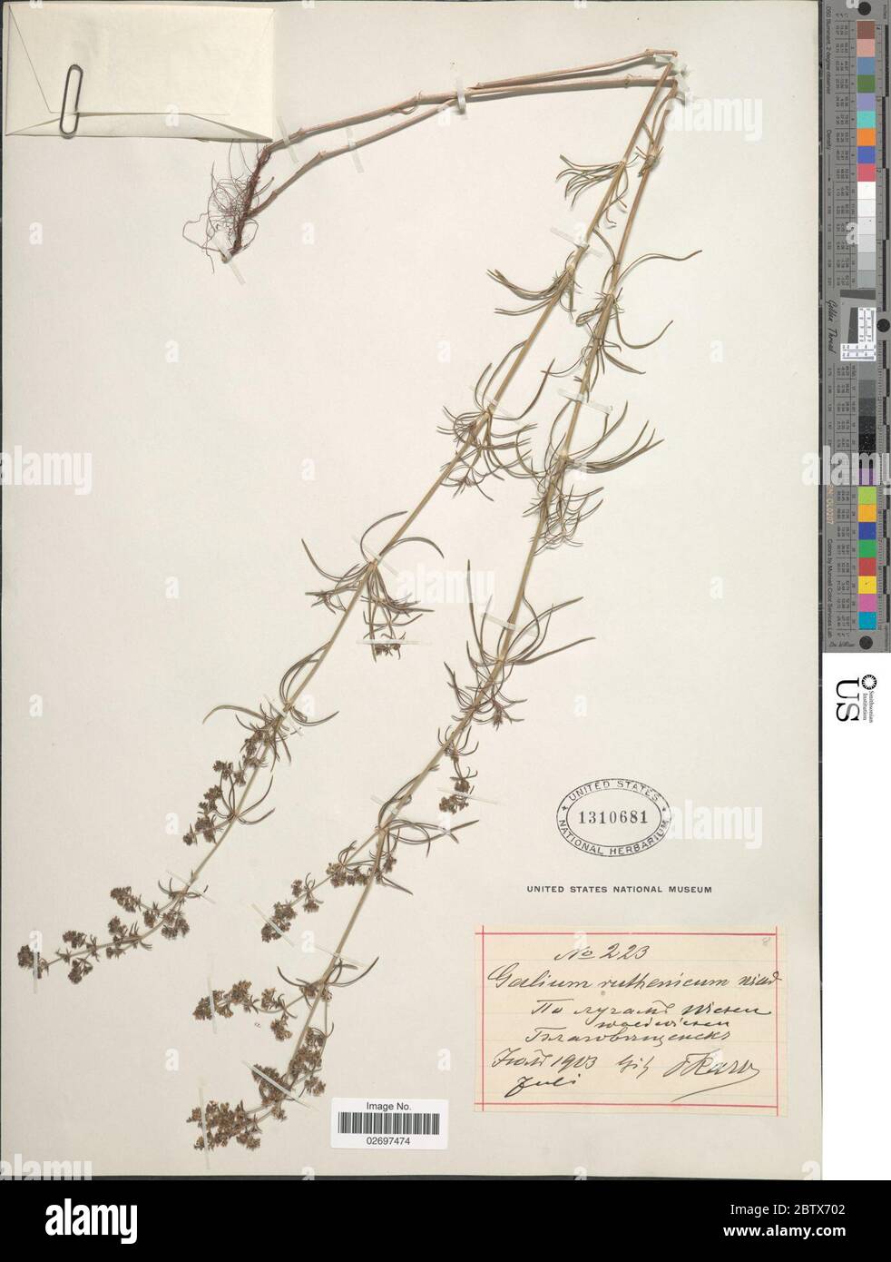 Galium ruthenicum Willd. Stock Photo