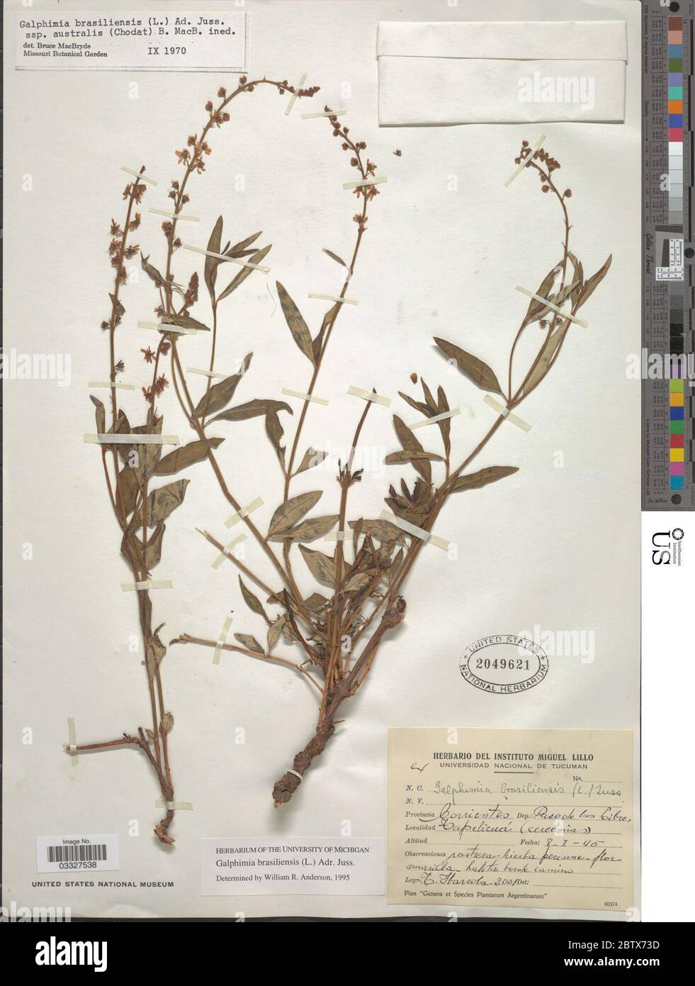 Galphimia australis Chodat. 12 Jul 20191 Stock Photo