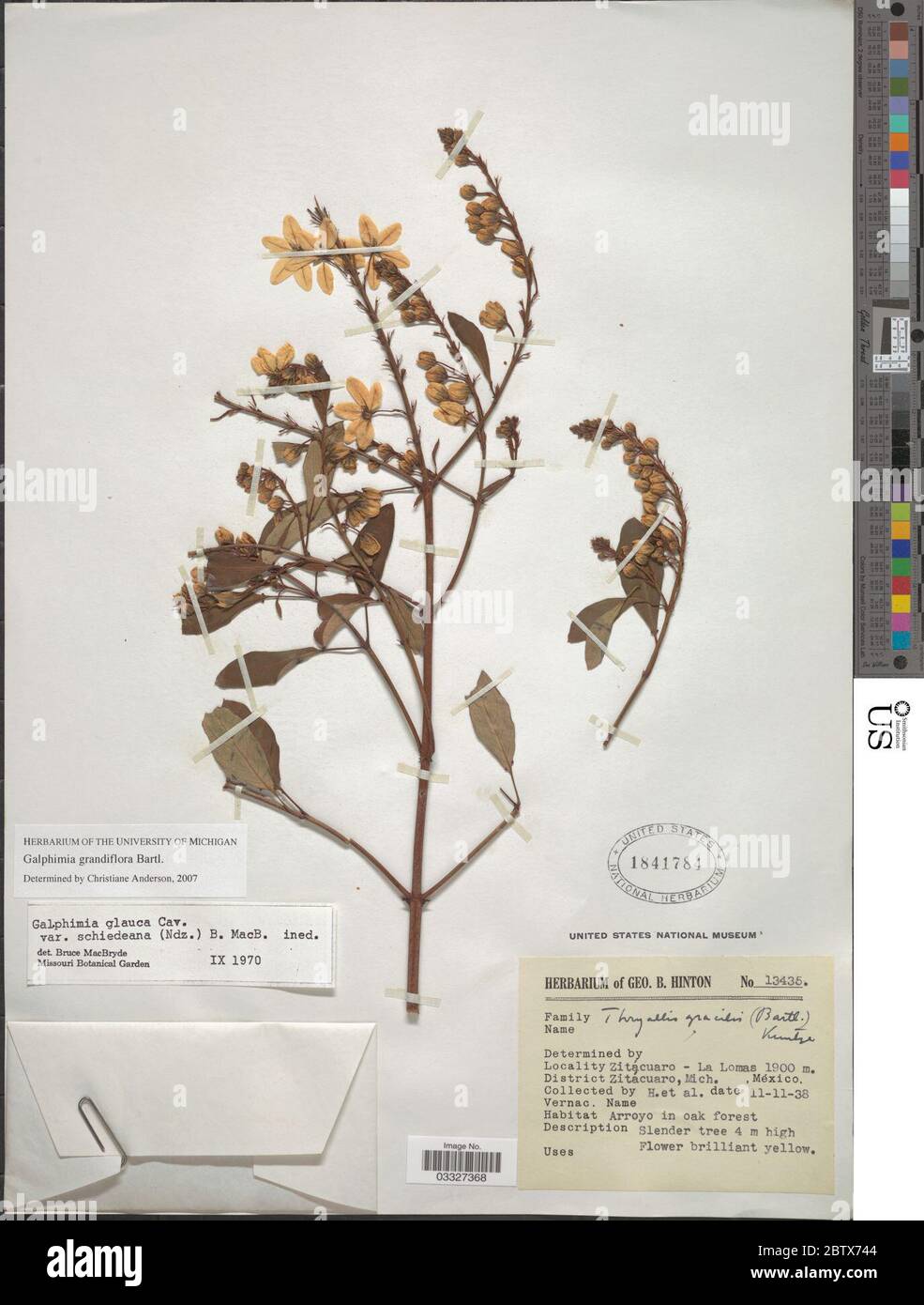 Galphimia grandiflora Bartl. 12 Jul 20191 Stock Photo