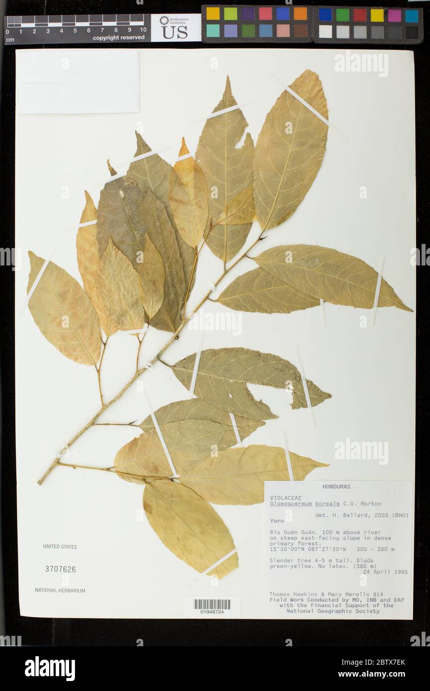 Gloeospermum boreale CV Morton. 14 Jun 20181 Stock Photo