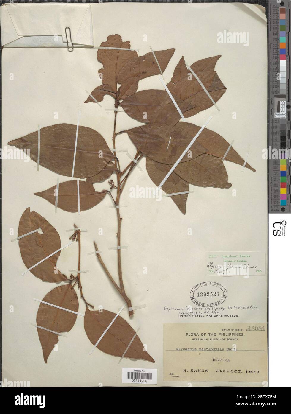 Glycosmis lanceolata Blume Spreng ex Teysm Binn. 12 Jul 20191 Stock Photo