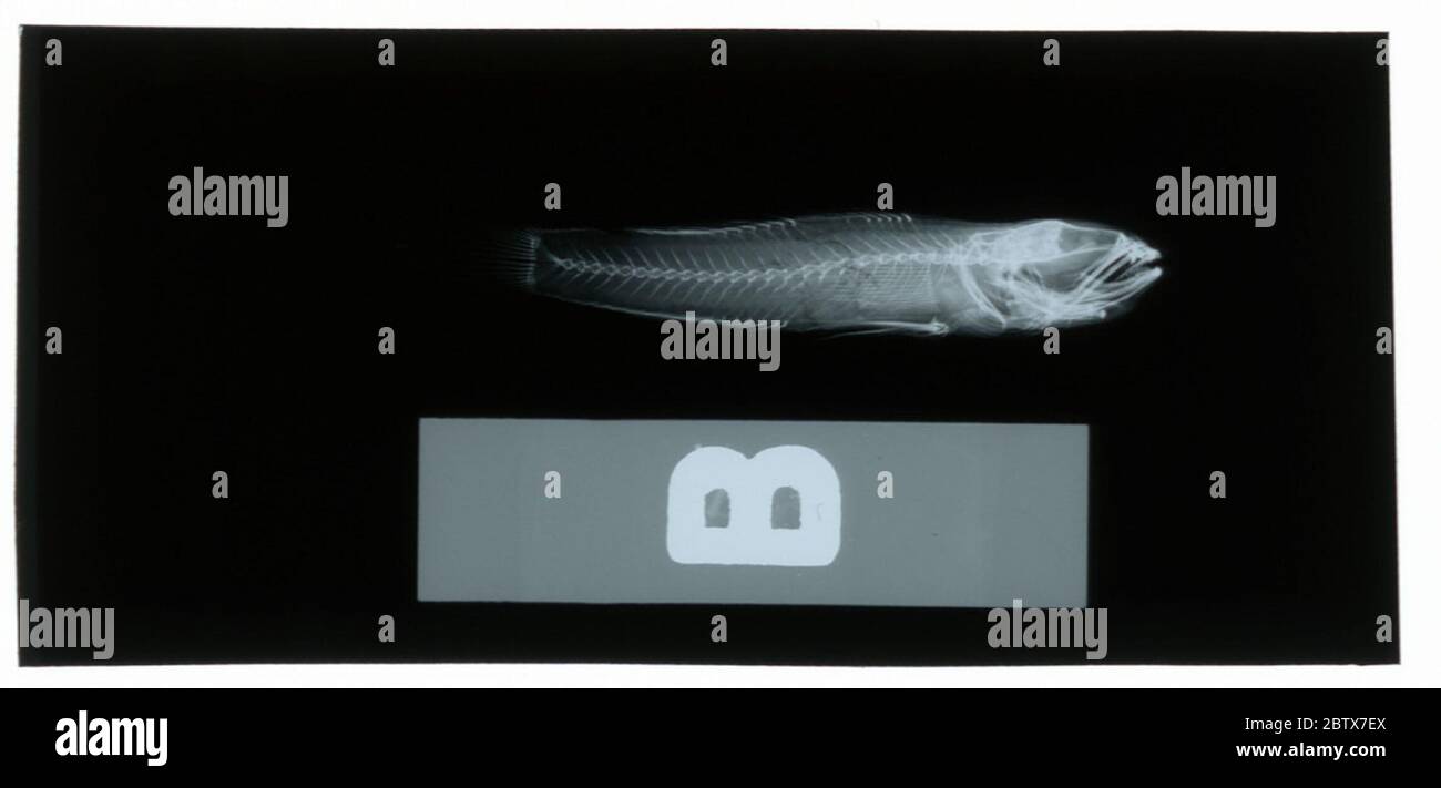 Glossogobius campbellianus. Radiograph is of a type; The Smithsonian NMNH Division of Fishes uses the convention of maintaining the original species name for type specimens designated at the time of description. The currently accepted name for this species is Pseudogobiopsis oligactis.24 Oct 20181 Stock Photo