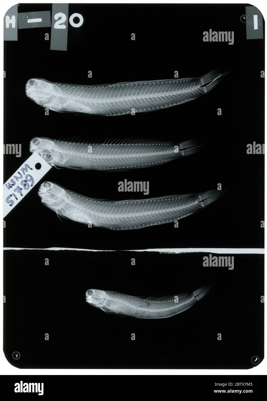 Alticus evermanni Jordan Seale. Radiograph is of a holotype; The Smithsonian NMNH Division of Fishes uses the convention of maintaining the original species name for type specimens designated at the time of description. The currently accepted name for this species is Blenniella chrysospilos.24 Oct 20181 Stock Photo