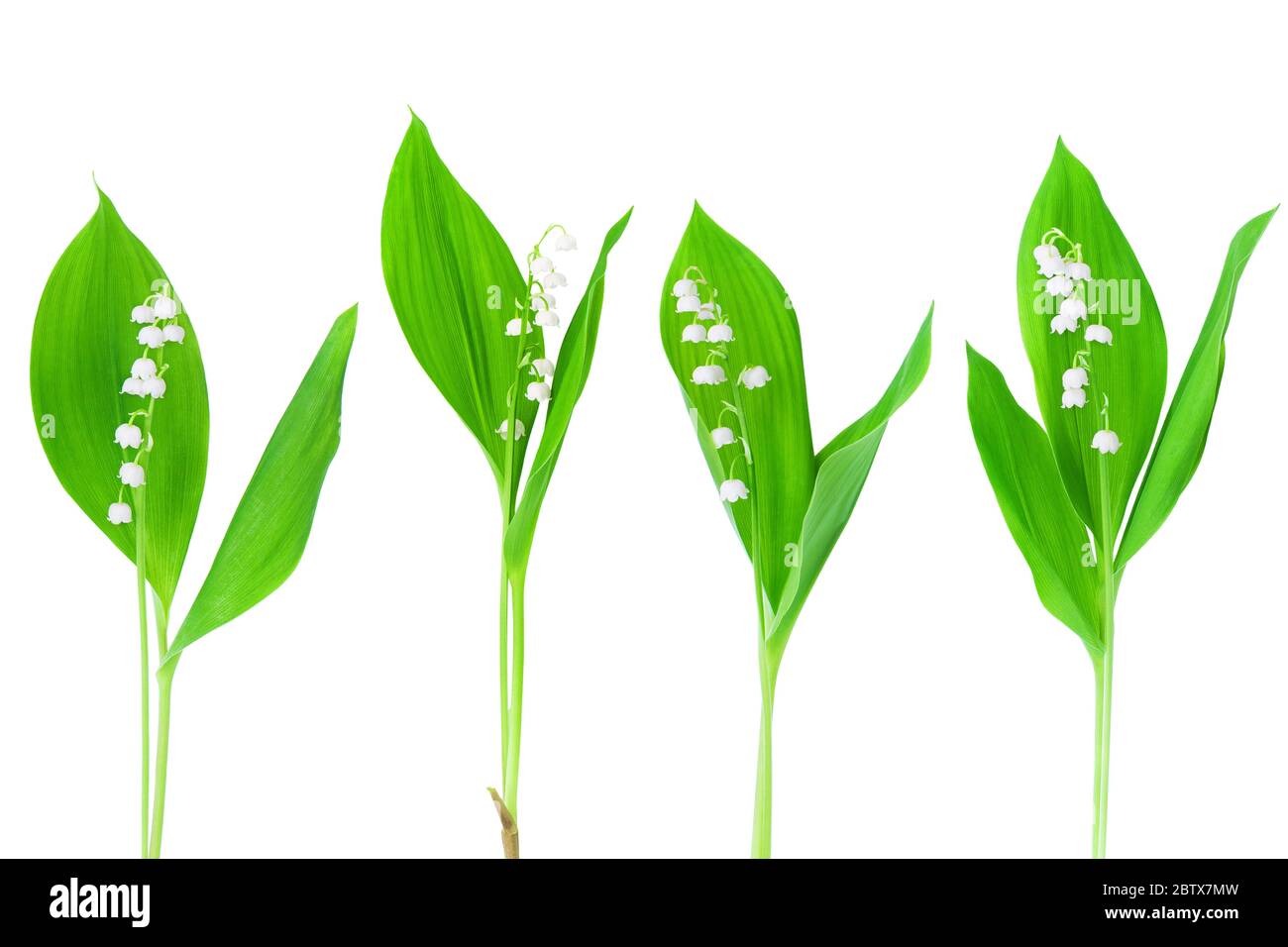 White lily of the valley flowers & green leaves set on white background ...