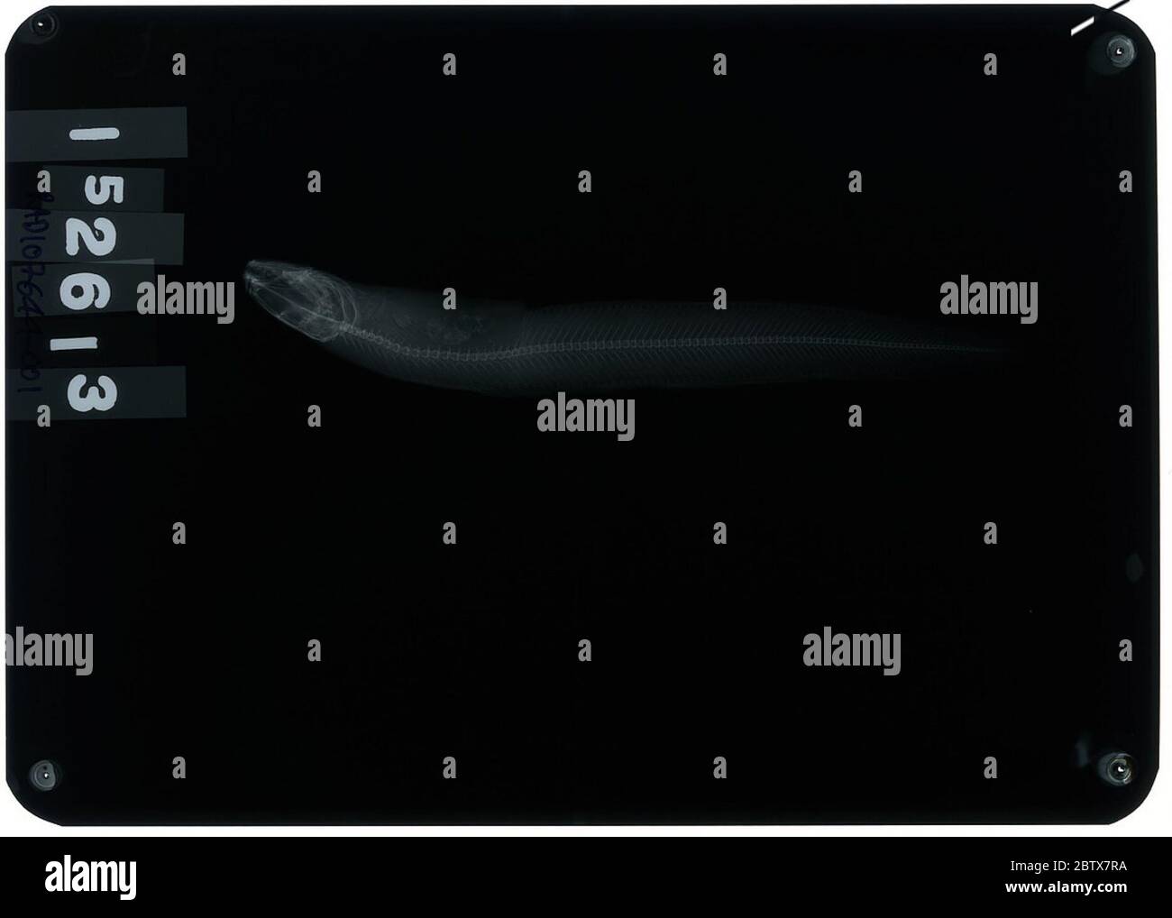 Gymnelus viridis. 26 Oct 20181 Stock Photo Alamy