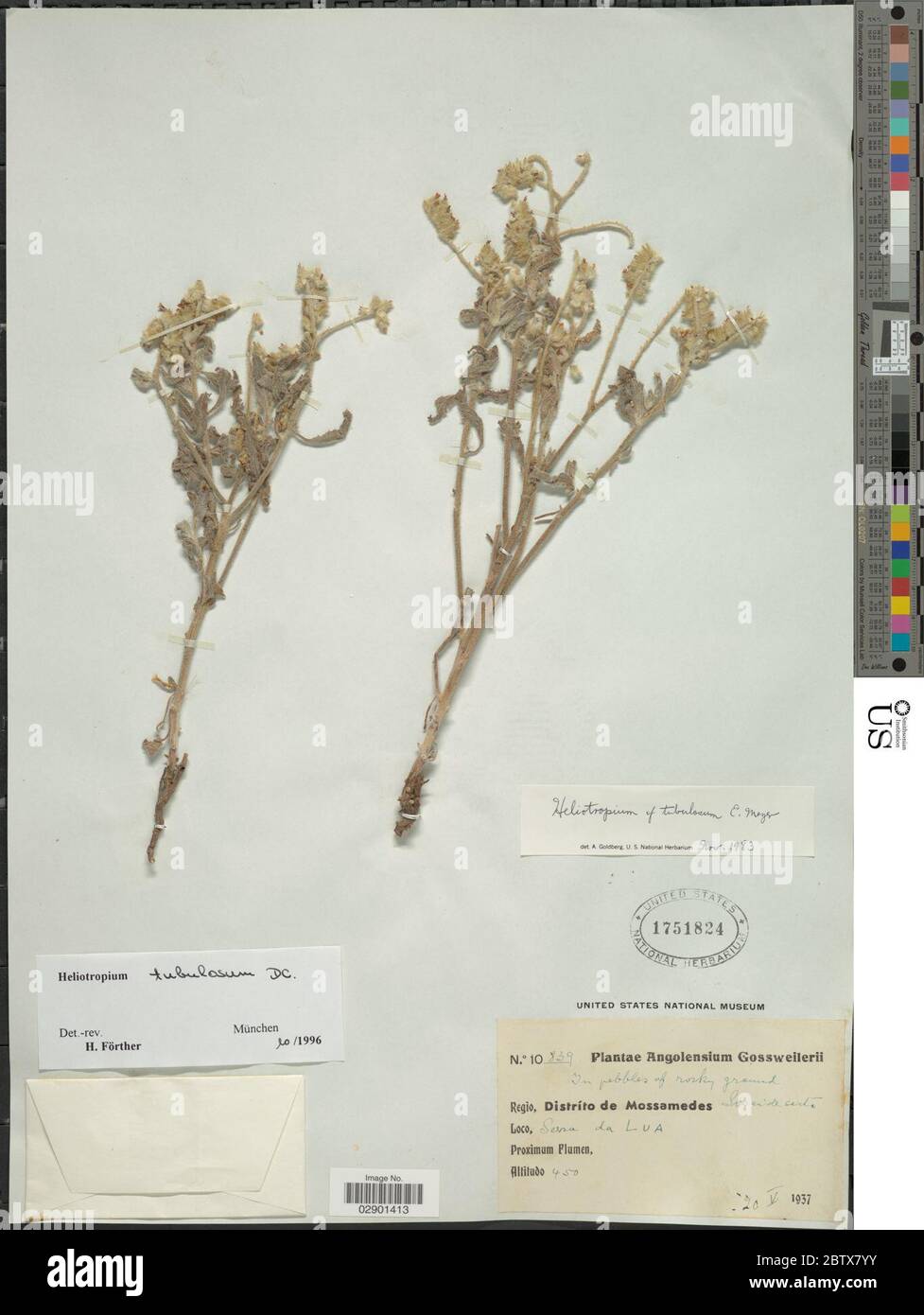 Heliotropium tubulosum E Mey ex DC. Stock Photo