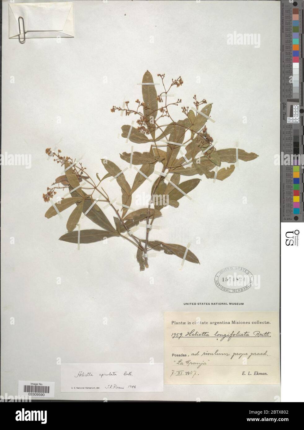 Helietta apiculata Benth. 12 Jul 20191 Stock Photo