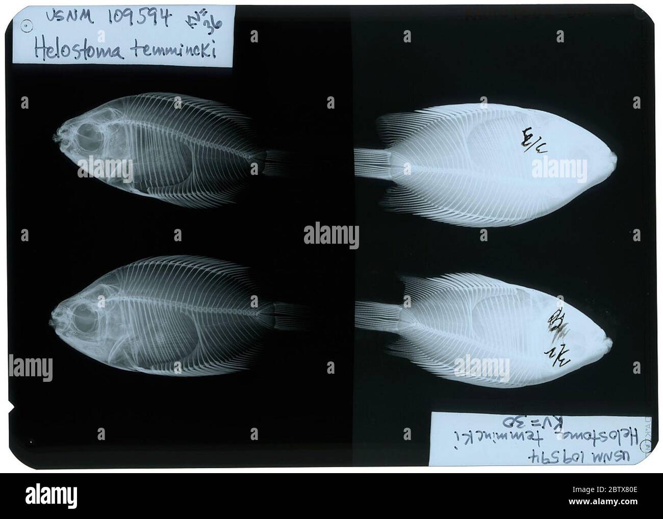 Helostoma temminckii. Died in bangkok feb 15, 1934. X-rayed for V.G. Springer.17 Nov 20152 Stock Photo
