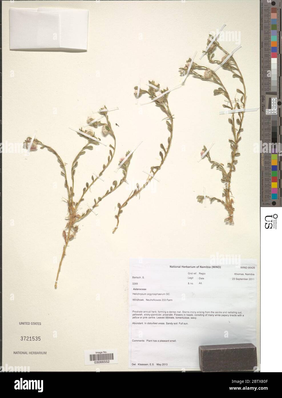 Helichrysum argyrosphaerum DC. Stock Photo