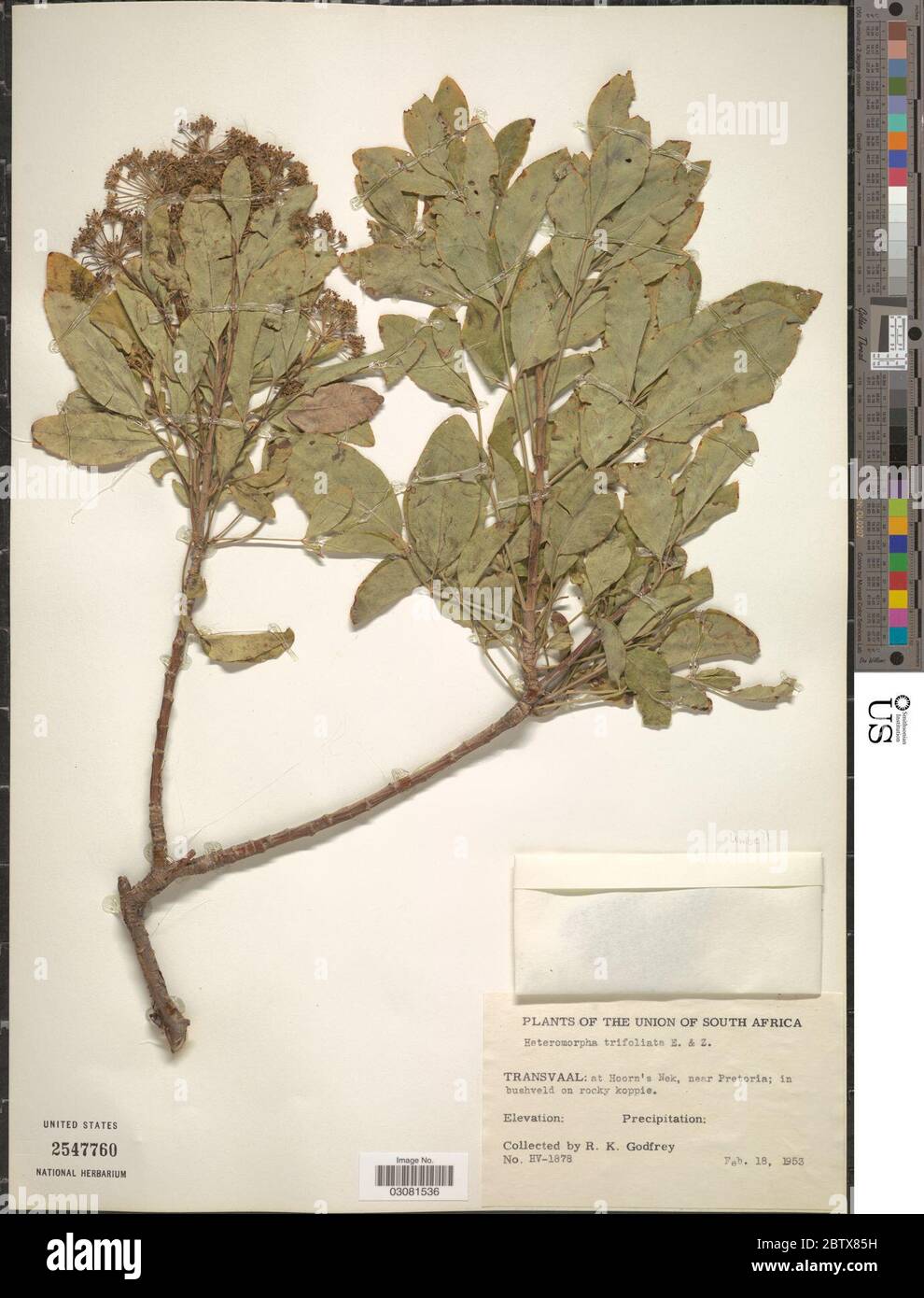 Heteromorpha trifoliata. Stock Photo