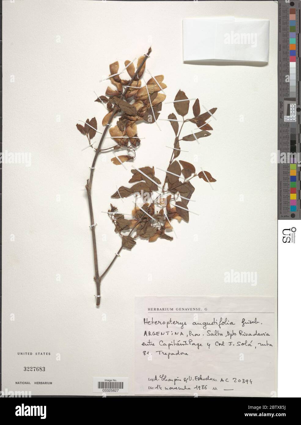 Heteropterys angustifolia Griseb. 12 Jul 20191 Stock Photo