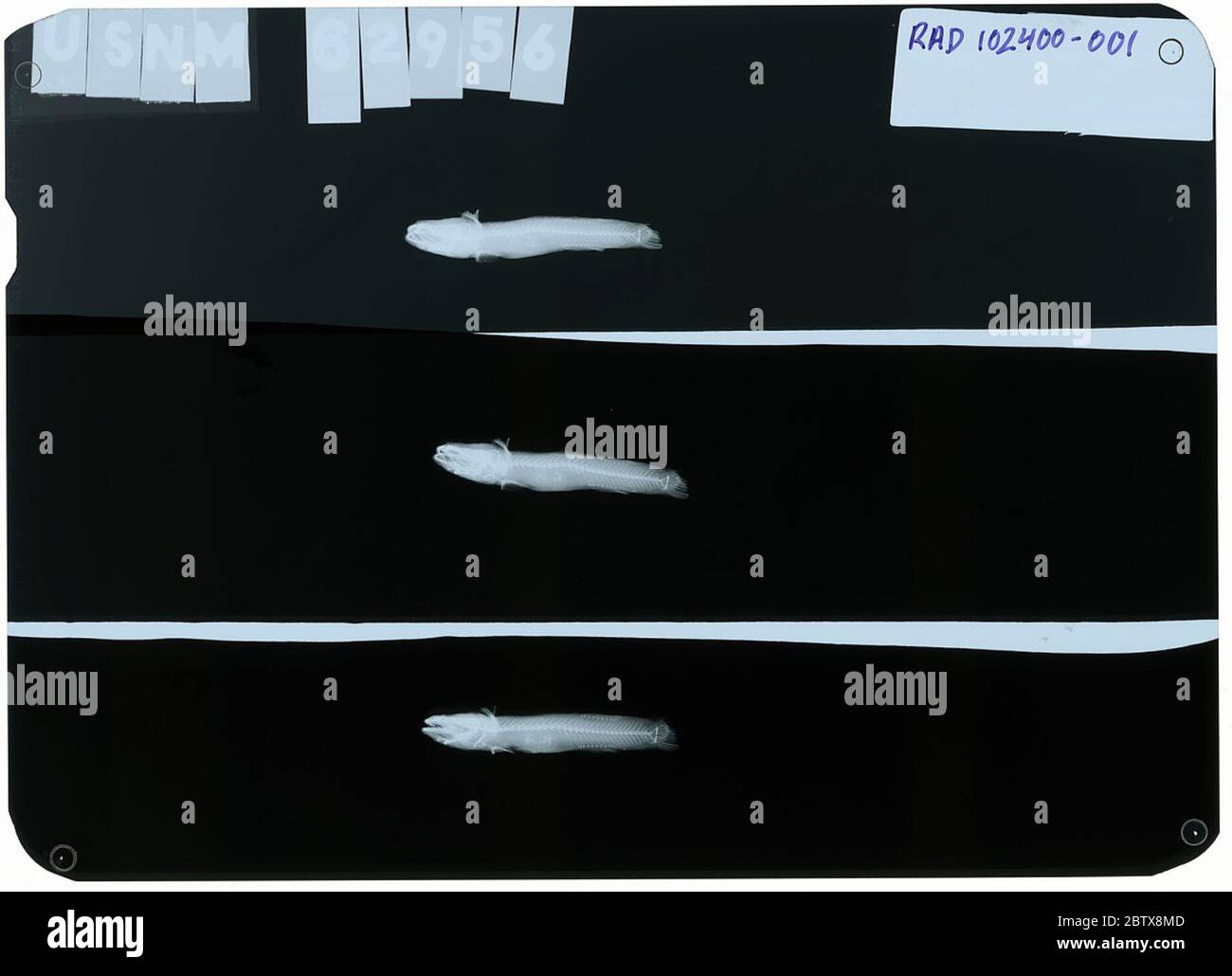 Inu ama. Radiograph is of a type; The Smithsonian NMNH Division of Fishes uses the convention of maintaining the original species name for type specimens designated at the time of description. Stock Photo