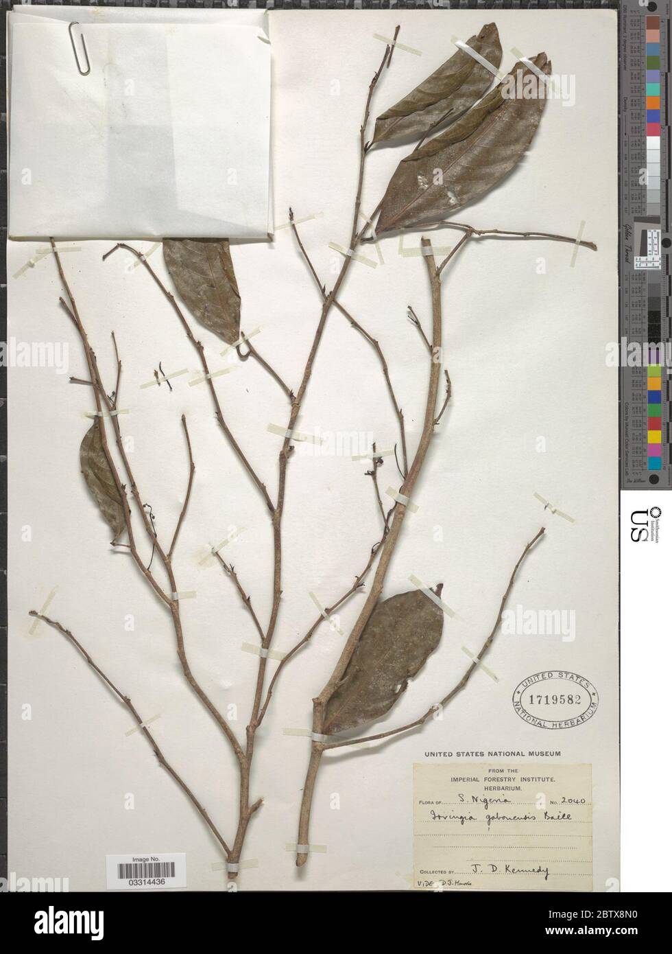Irvingia gabonensis AubryLec ex ORorke Baill. 12 Jul 20191 Stock Photo