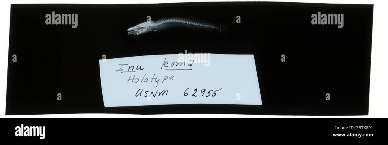 Inu koma. Radiograph is of a type; The Smithsonian NMNH Division of Fishes uses the convention of maintaining the original species name for type specimens designated at the time of description. Stock Photo