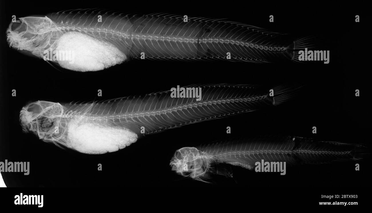Lineatus Black and White Stock Photos & Images - Alamy