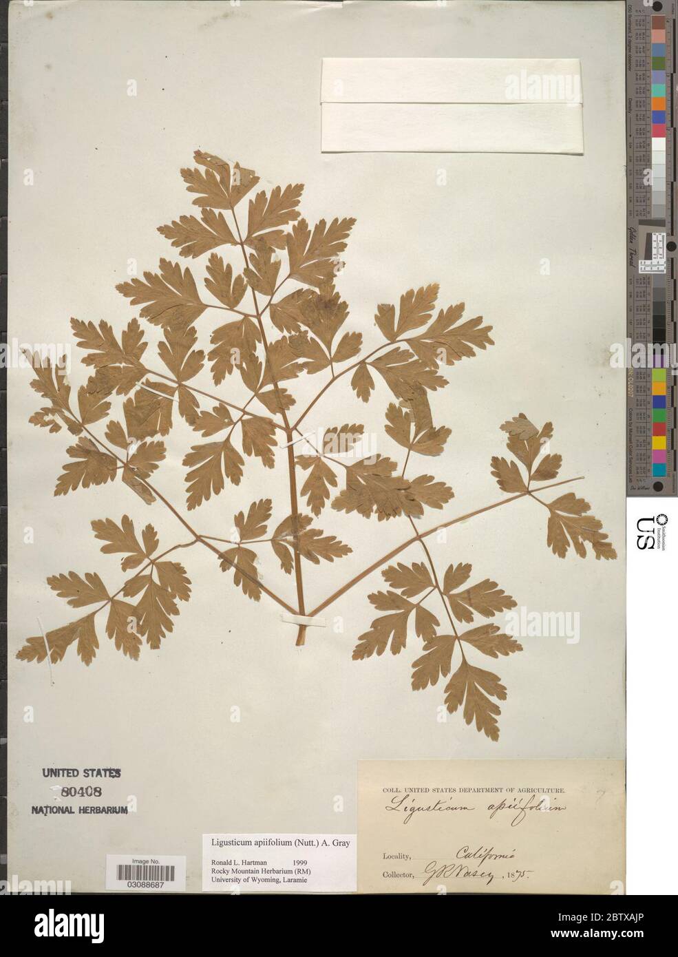 Ligusticum apiifolium Nutt ex Torr A Gray A Gray. 4 Feb 20191 Stock Photo