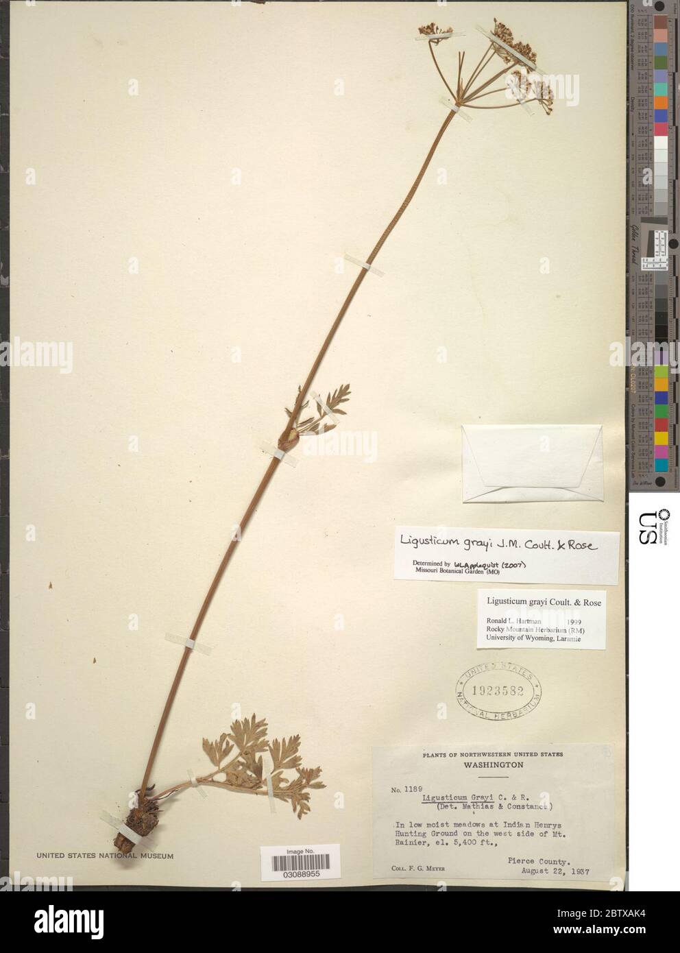 Ligusticum grayi JM Coult Rose. 4 Feb 20191 Stock Photo