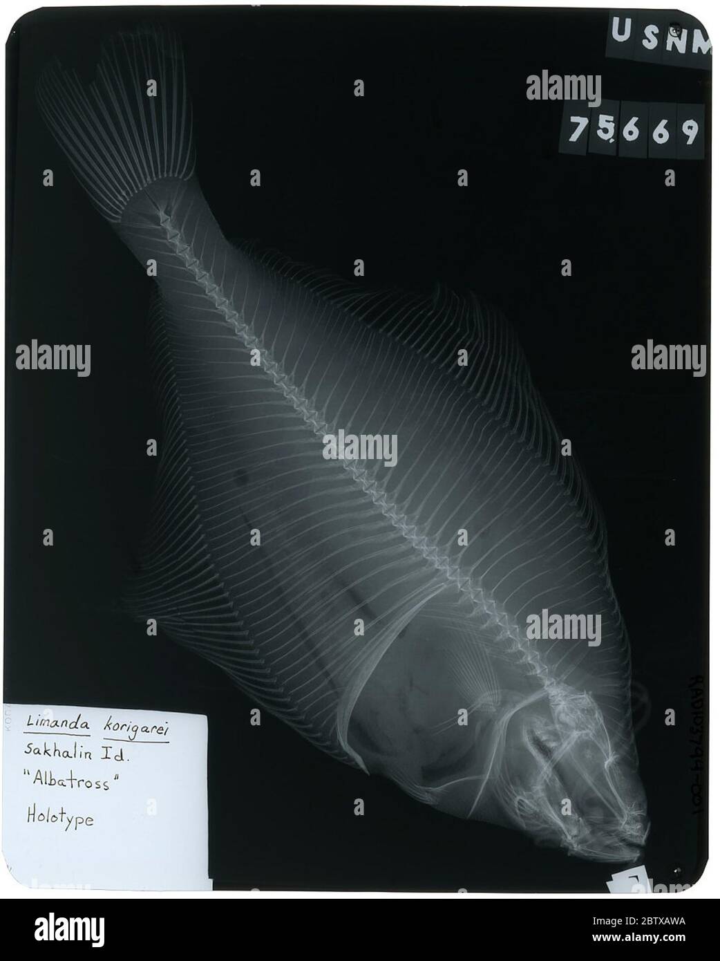 Limanda korigarei. Radiograph is of a type; The Smithsonian NMNH Division of Fishes uses the convention of maintaining the original species name for type specimens designated at the time of description. The currently accepted name for this species is Limanda sakhalinensis.25 Oct 2018D 50082 Stock Photo