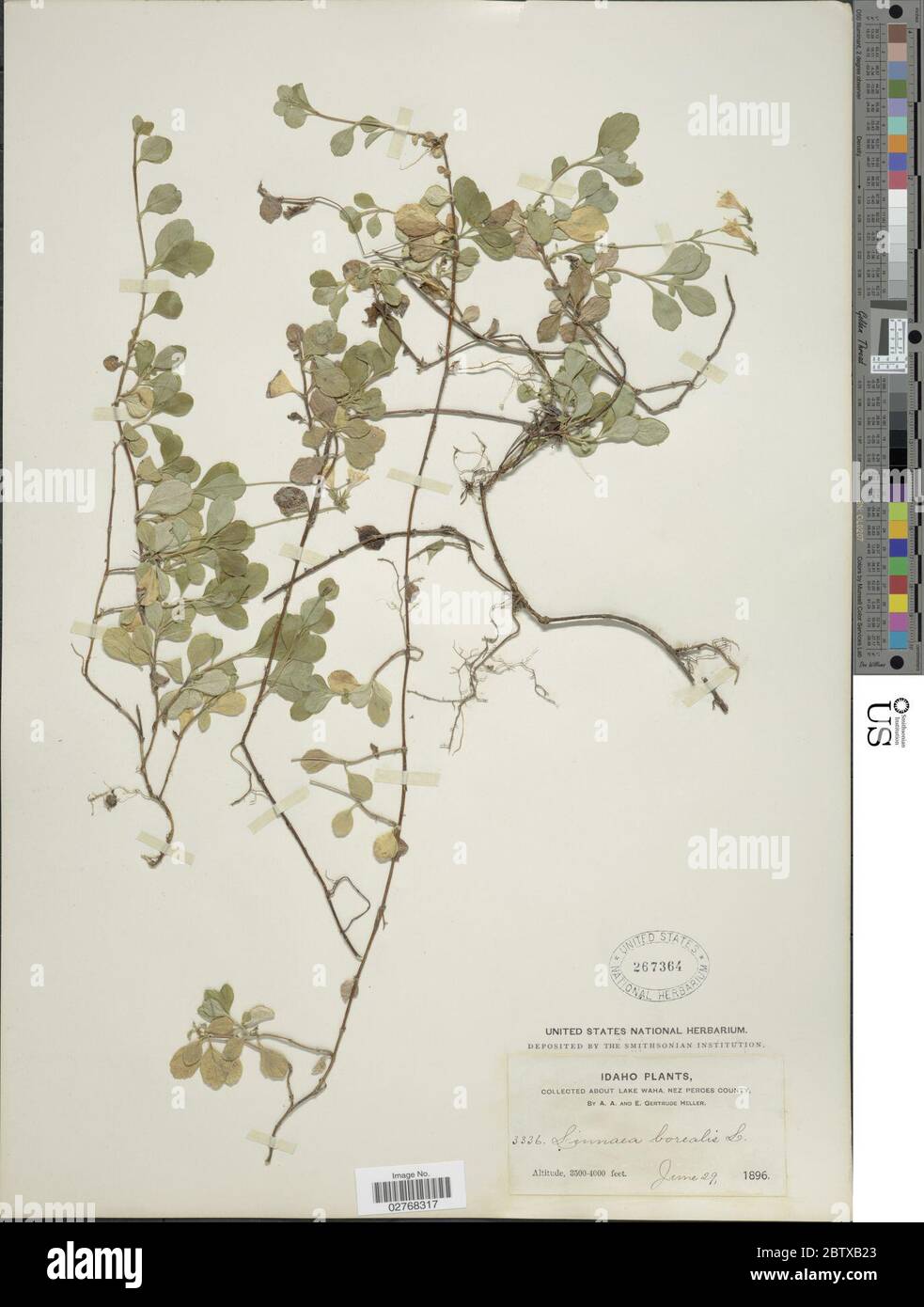Linnaea borealis L. 16 Mar 20181 Stock Photo
