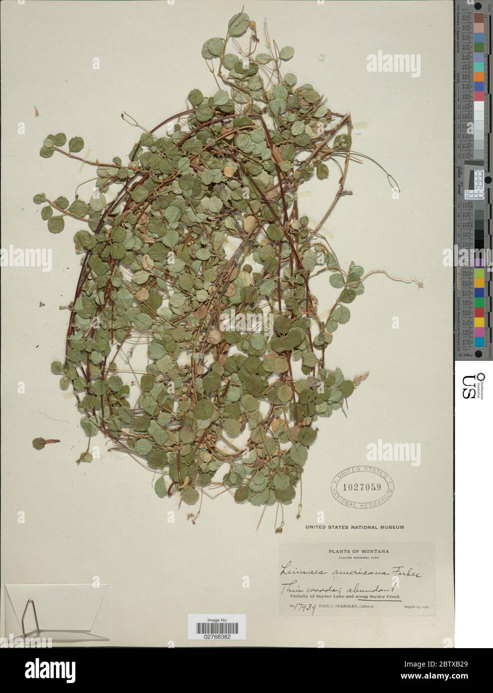 Linnaea borealis L. 16 Mar 20181 Stock Photo