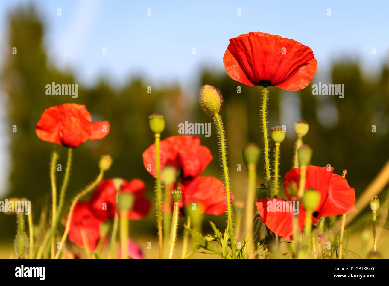Poppy flower remembrance day hi-res stock photography and images - Alamy