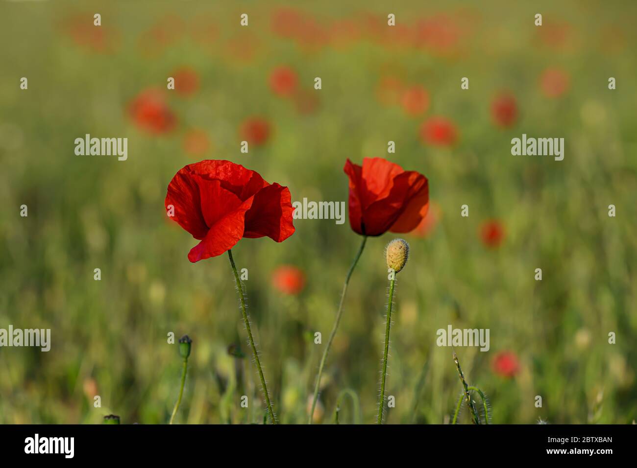 Beautiful poppy flowers hi-res stock photography and images - Alamy