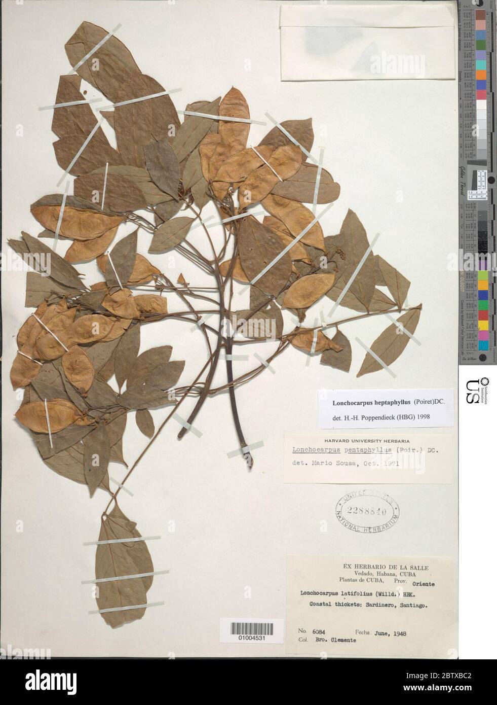 Lonchocarpus heptaphyllus Poir DC. Stock Photo