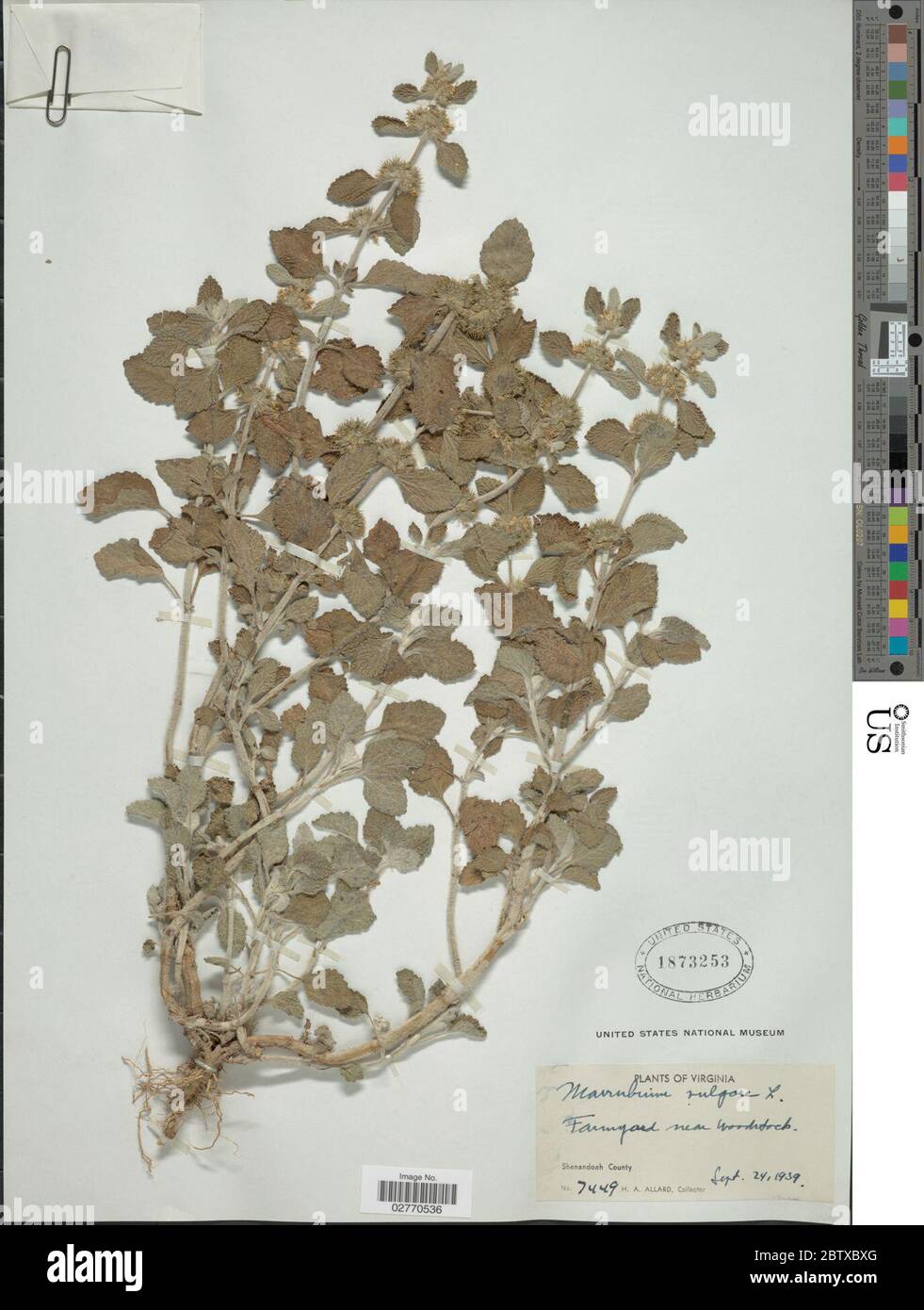 Marrubium vulgare L. 14 Sep 20181 Stock Photo