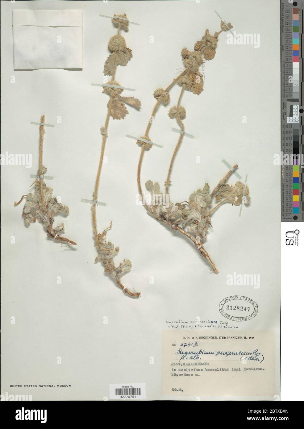 Marrubium astracanicum. 14 Sep 20181 Stock Photo