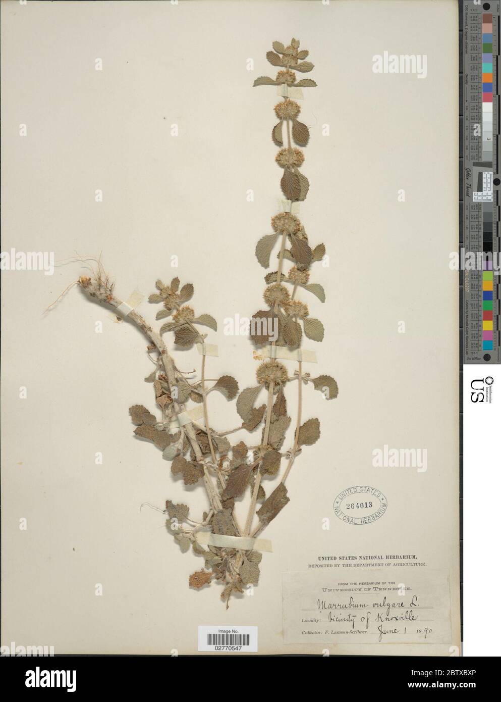 Marrubium vulgare L. 14 Sep 20181 Stock Photo